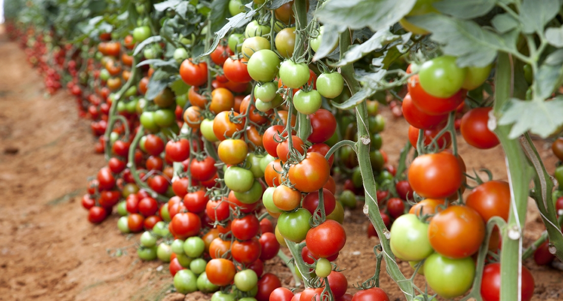 محیط مناسب گلخانه برای کشت گوجه فرنگی