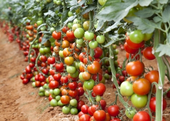 محیط مناسب گلخانه برای کشت گوجه فرنگی